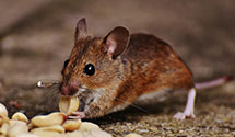 24 Hour & Emergency Exterminators in Pullman, WA